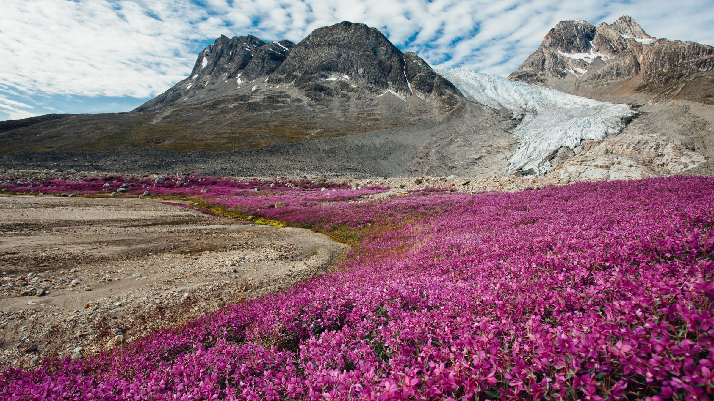 Greenland Glaciers And Chamerion Latifolium