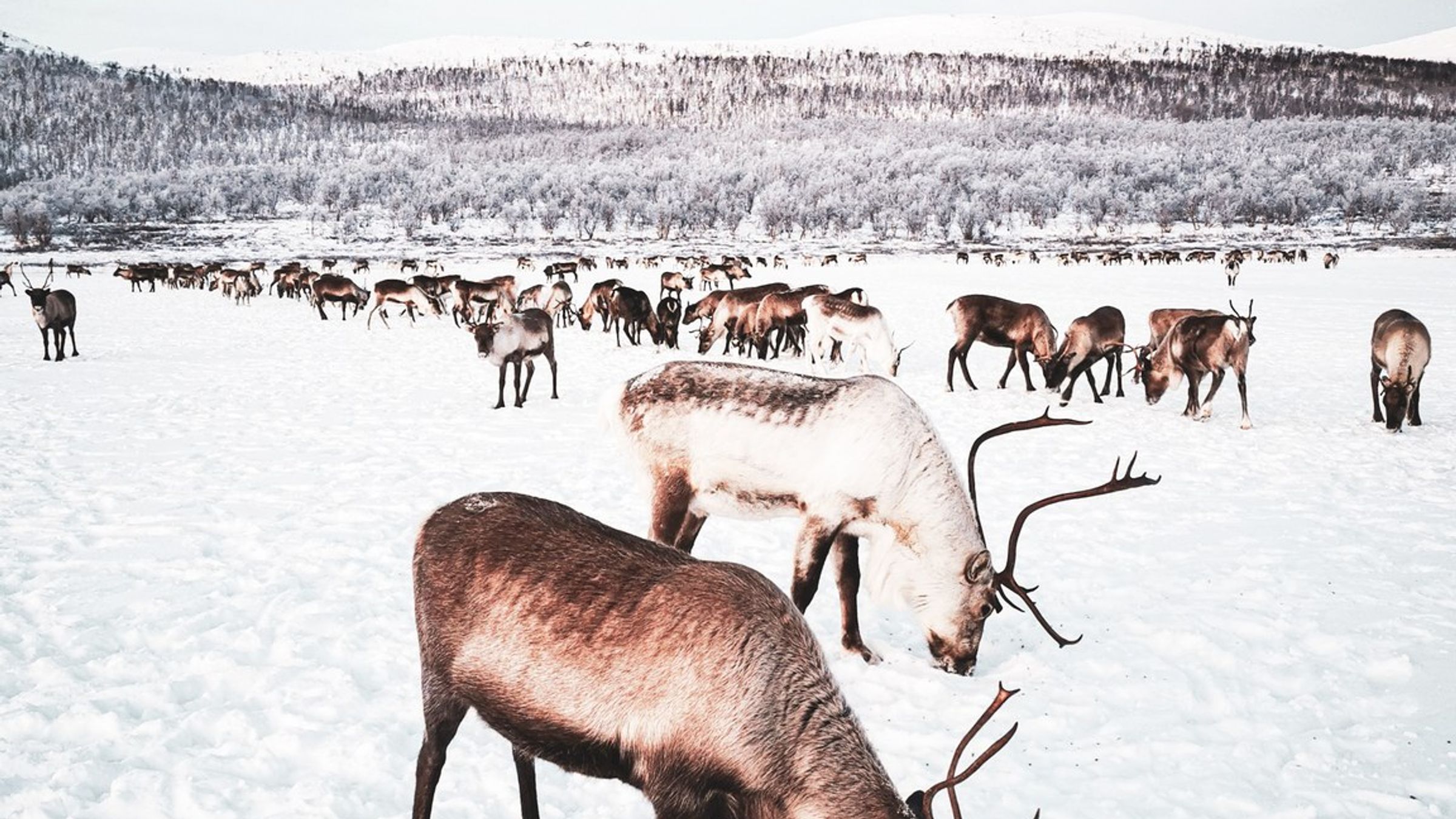 From Lapland to the Arctic Fjords, 7 days